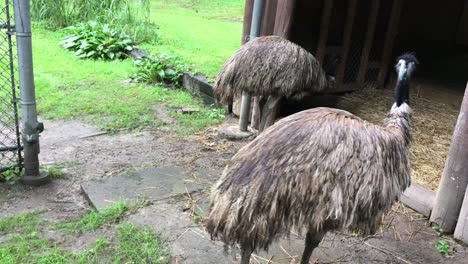 Emus-stare-at-each-other,-High-Park-Zoo