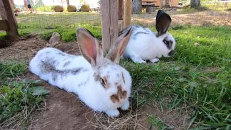 Zwei-Kaninchen-Ruhten-Auf-Dem-Boden