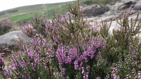 Heidekraut-Weht-Im-Wind-An-Einem-Hochsommertag-In-Der-Nähe-Von-Glendalough-Miner&#39;s-Village-In-Den-Wicklow-Mountains