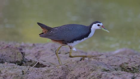 Weißbrust-Wasserhenne,-Die-Im-Teichbereich-Spaziert