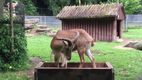 Mouflon-sheep-stands-and-turns-around-in-feeder-while-eating,-High-Park-Zoo