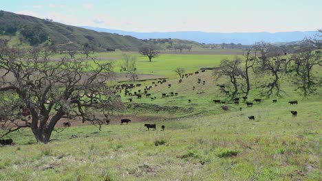 Wide-shot-of-300-cattle-grazing-on-a-green-California-hillside