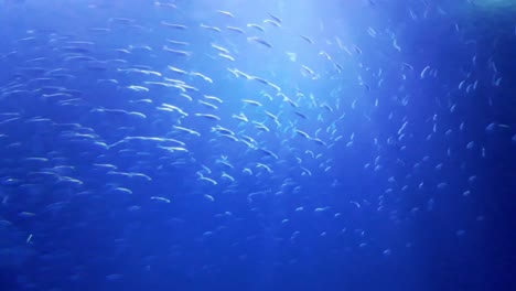 Banco-De-Peces-Nadando-En-Agua-Azul-Oscuro-Mientras-Los-Tiburones-Pasan-Frente-A-La-Cámara-En-Full-HD