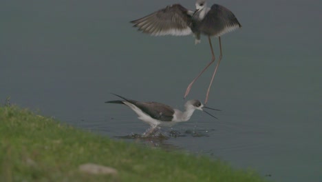 Black-winged-stilts-fighting-for-territory