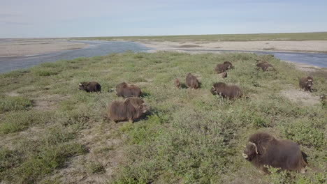 Eine-Herde-Wilder-Moschusochsen-In-Alaska,-Gefilmt-Mit-Einer-Drohne