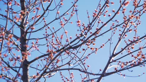 Un-Primer-Plano-De-Ramas-De-árboles-Y-Flores-A-Principios-De-Primavera.