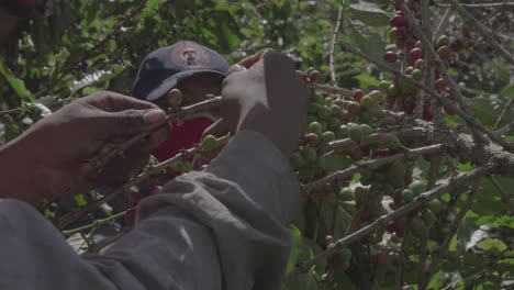 coffee-plantation-and-harvest-Mountain