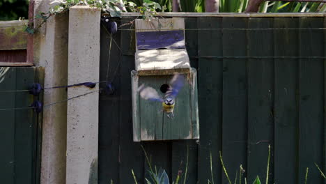 Bluetit-bird-exiting-out-of-urban-garden-birdbox,-static-tripod-slow-motion