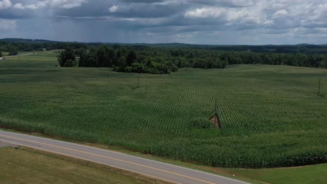 Descending-drone-shot-of-a-cornfield-and-revealing-a-roadway-with-a-vehicle-driving-by