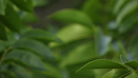 Tree-leaves-with-background-blur-depth-of-field,-slow-tranquil-moving-meditation-green-emerald-background