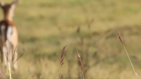 Shot-of-a-blurred-deer-walking-away-on-a-green-meadow