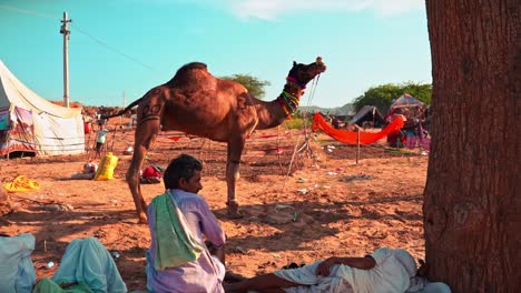 Eine-Lange-Kontinuierliche-Filmische-Aufnahme-Von-Pushkar-Boden-Während-Pushkar-Camel-Fair-Zeigt-Interessante-Szenen