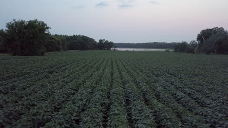 Flying-over-green-bean-crop-fields,-close-up-at-sunset,-Minnesota-USA