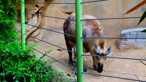 Healthy-looking-mountain-goat-of-San-Diego-zoo