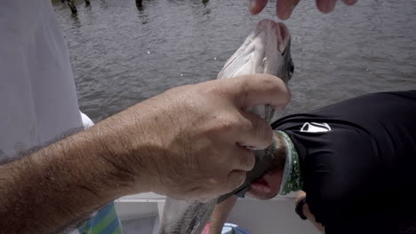 Man-on-fishing-boat-holds-and-shows-live-small-black-drum-fish,-close-up