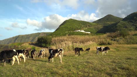 Dairy-cows-grazing-in-lush-meadow-with-mountain-range-in-background,-Azores