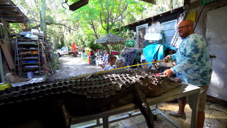 Man-measures-length-of-dead-alligators-laying-on-table,-wide-shot