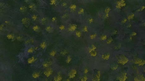 Bird's-eye-shot-of-Black-Hills-National-Forest-featuring-ponderosa-pine-trees