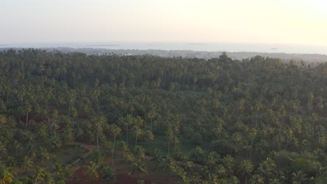 Un-Dron-Vuela-Sobre-Una-Plantación-De-Especias