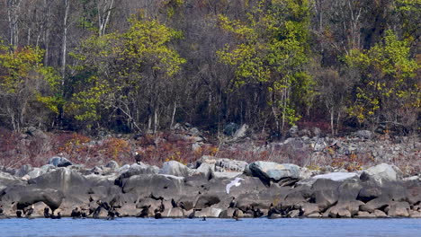 Bald-Eagle-sitting-on-the-rocks-of-the-river-bank-with-autumn-fall-color-leaves-on-the-tree