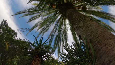 Palmera-En-El-Jardín-Botánico-De-Blanes-En-La-Costa-Brava,-España,-Europa