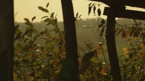 Vineyards-from-an-old-wooden-building