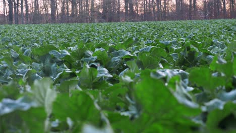 Sideways-tracking-shot-past-a-cabbage-field