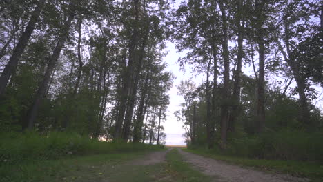 Slow-angle-of-walking-through-poplar-trees-in-countryside