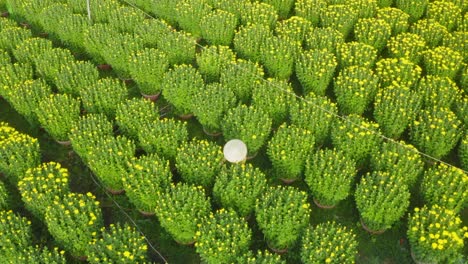 Drone-view-of-florist-is-taking-care-chrysanthemum-flowers-for-Tet-holiday,-Khanh-Hoa,-central-Vietnam