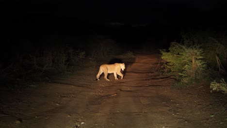 Tracking-pan-as-female-African-Lion-crosses-dirt-road-late-at-night