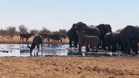 Familia-De-Elefantes-En-Un-Abrevadero-En-El-Parque-Nacional-Etosha,-Namibia