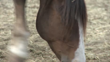 Pferd-Grasen-Nahaufnahme-Mund-Zu-Gesicht