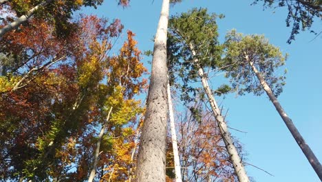 footage-of-Autumn-colourful-tall-trees-with-blue-sky-in-the-background