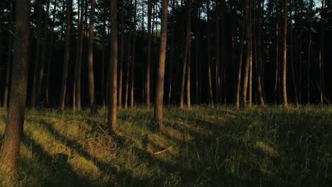 Undergrowth-illuminated-by-sunlight.-Drone-perspective-sideways-shot