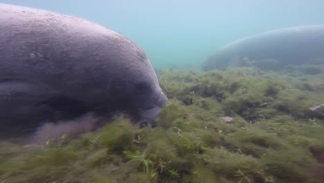 Manatí-De-Florida-Pastando-En-El-Lecho-Del-Río