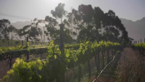 Tilting-up-to-young-vineyards-with-golden-hour-sunrise-light-between-leaves-and-mountain-and-trees-in-background-on-wine-farm,-Stellenbosch