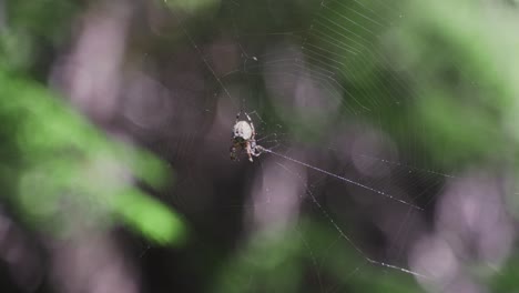 Eine-Spinne-In-Einem-Netz-Auf-Einem-Pfad