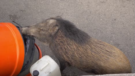 Draufsicht-Eines-Wildschweins-Sus-Scrofa,-Das-In-Hongkong-Auf-Nahrungssuche-Ist-Und-Eine-Mülltonne-Umkippt