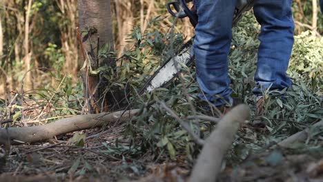 Personas-Trabajando-En-El-Bosque-Eliminando-Especies-Invasoras-Con-Motosierras-En-Un-Proyecto-Colaborativo