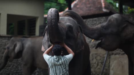 Yogyakarta,-Indonesia---23-De-Noviembre-De-2020:-Un-Elefante-En-Un-Santuario-De-Elefantes-O-Refugio-En-El-Zoológico-Gembira-Loka-Yogyakarta