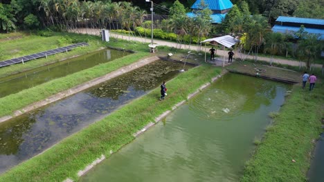 Aerial-shot-orbiting-a-farmer-feeding-the-fish,-while-the-fish-come-out-of-the-water-to-catch-their-food