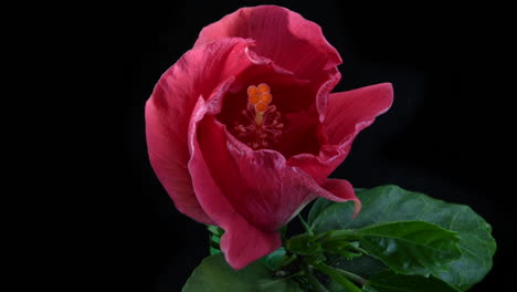 Makro-Zeitraffervideo-Einer-Roten-Hibiskusblüte,-Die-Auf-Schwarzem-Hintergrund-Blüht