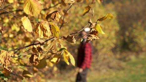 Hombre-Fuera-De-Foco-Recogiendo-Frutas-En-Un-árbol-En-Otoño-Entre-árboles-De-Hojas-Amarillas