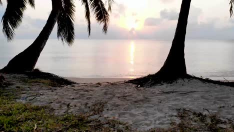 Drone-flying-through-palm-trees-to-reveal-Indian-Ocean