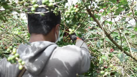 Farm-worker-with-mask-on-picking-coffee-fruit,-over-the-shoulder-shot