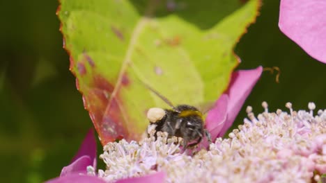 Zeitlupen-Nahaufnahme-Einer-Biene,-Die-über-Blütenstaubgefäße-Krabbelt-Und-Eine-Violette-Hortensie-Im-Britischen-Umweltgarten-Düngt,-4k