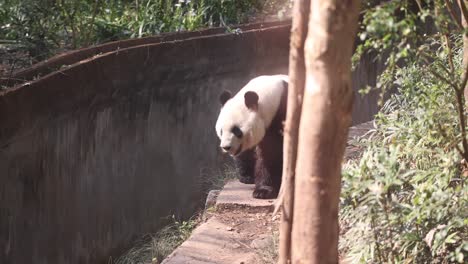 Giant-panda-strolling-along-a-path-at-Chengdu-Panda-Research-Center,-China