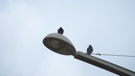 pigeons-on-a-street-lamp