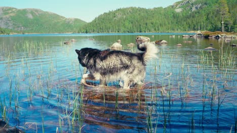 Alaskan-Malamute-Pet-Dog-In-Shallow-River-Water-In-Indre-Fosen,-Norway---Wide-Shot