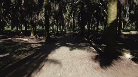 Young-man-sitting-on-a-scooter-on-narrow-path-leading-through-a-dark-palm-tree-forest